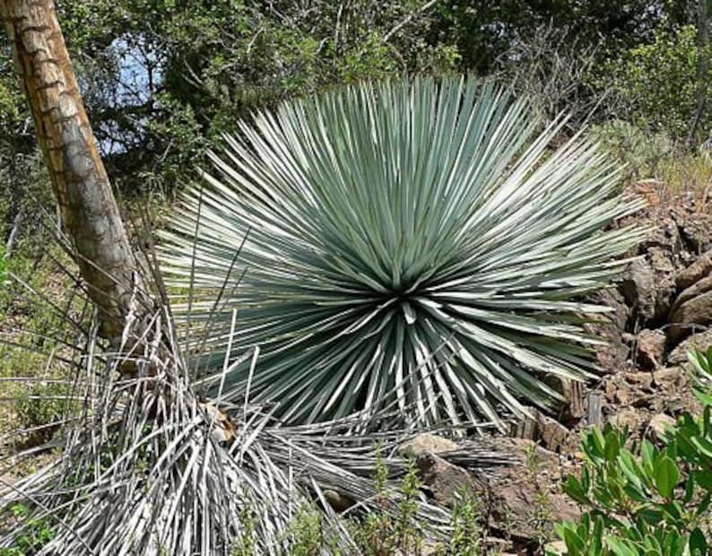 Hesperoyucca whipplei seeds 10pc 'Lord's candle' image 1