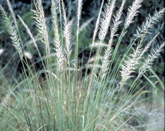 Graines de Muhlenbergia lindheimeri - Biologique, sans OGM - Muhly Grass bleu - Disponible en gros - Couvre-sol paysager - Cultivé et expédié aux États-Unis
