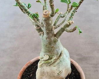 Adenium Arabicum - Flor rosa - Semillas - Orgánico - Decoración fresca - Jardín y cultivo - Decoración de interiores