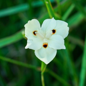 Semillas de Dietes bicolor - Iris africano - Semillas al por mayor disponibles - Fáciles de cultivar para paisajismo y decoración - Proveedor de semillas de EE. UU.