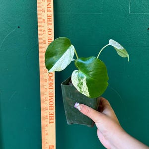 May include: A variegated Monstera plant with green and white leaves in a small square plastic pot, positioned next to a wooden ruler showing measurements in inches, with the text THE HOME DEPOT visible on the ruler's surface.