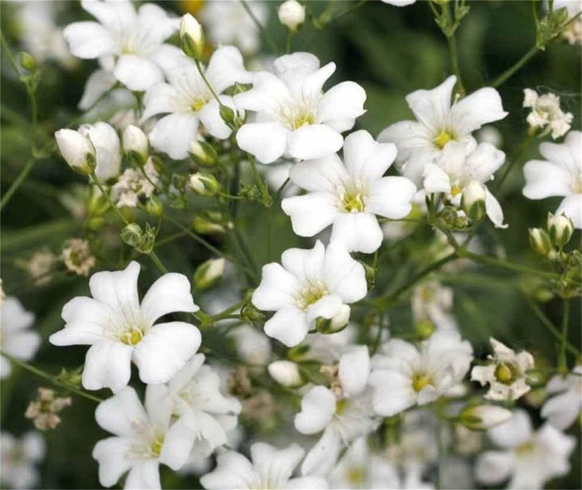 Gypsophila Elegans White Flower Seeds - Baby's Breath