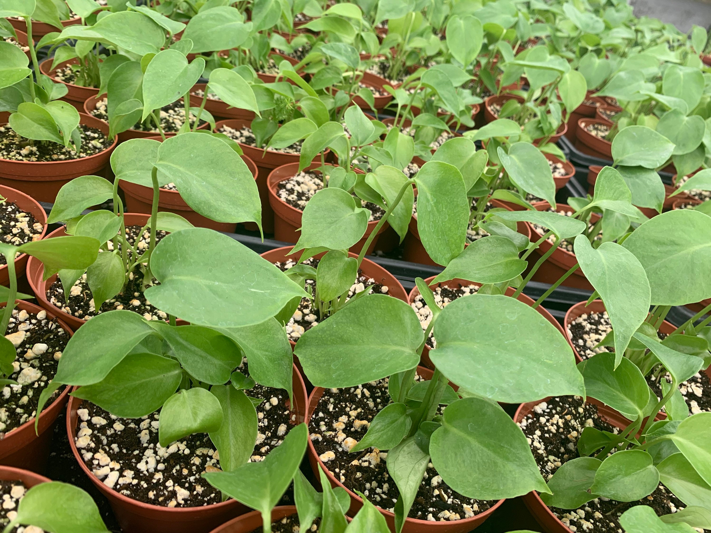 Monstera Deliciosa Seeds 100pc — Growing hope