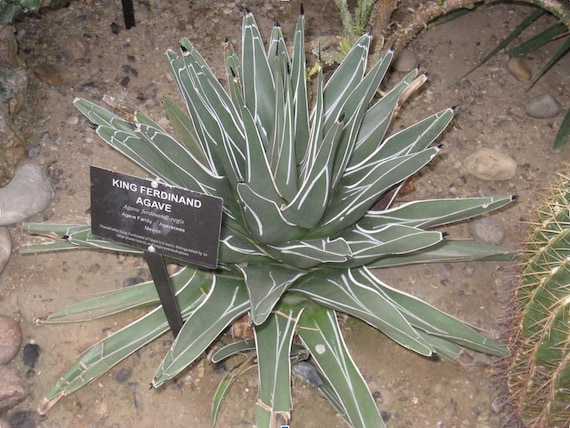 Agave ferdinandi-regis ""Knig der Agaven"" Samen - Etsy sterreich