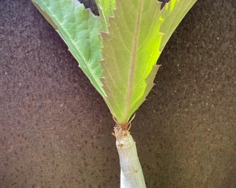 Cyphostemma juttae Seeds – Rare Caudex Succulent - Tree Grape – Exotic Bonsai Plant – Drought Tolerant