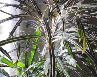 Fausse aralia 'Plerandra elegantissima' 20 graines fraîches, Peu commun, facile à cultiver, plante d'intérieur