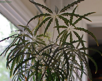 False Aralia 'Plerandra elegantissima' Fresh seeds 20pc