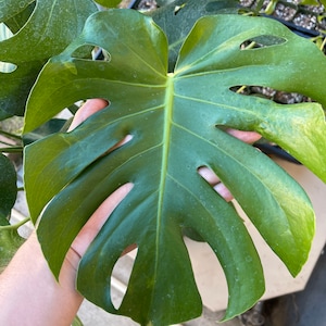 May include: A large, green Monstera leaf with several holes and light spots. The leaf is held in a hand.