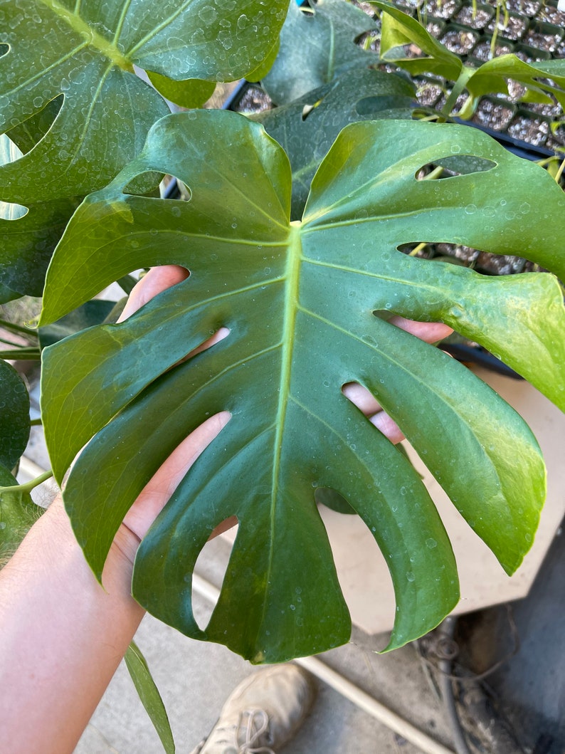 May include: A large, green Monstera leaf with several holes and light spots. The leaf is held in a hand.