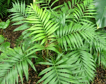 ドラゴンツリー「ドラセナ ドラコ」の新鮮な種子 10 個 - Etsy 日本