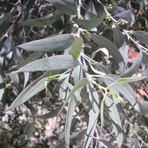 Eucalyptus campaspe seeds &#39;silver gimblet&#39; 10-100pc Organic