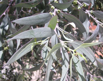 Eucalyptus campaspe seeds 'silver gimblet' 10-100pc Organic