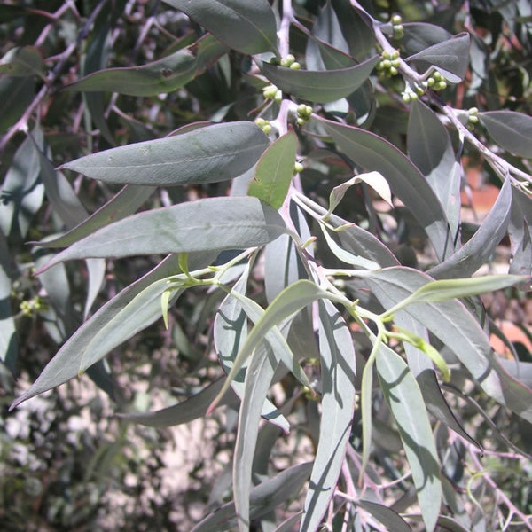 Eucalyptus campaspe seeds 'silver gimblet' 10-100pc Organic