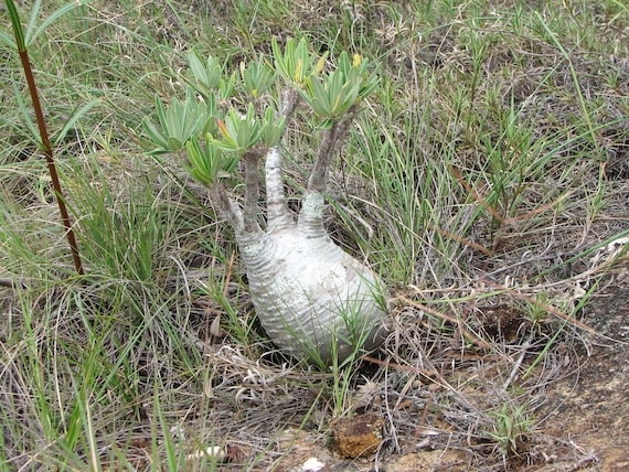 ozwrt オズワート Pachypodium Graciliphant Amazon.co.jp: OZWRT PachypodiuMan Gracilius 2nd SSサイズ