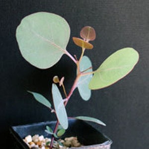 Eucalyptus Polyanthemos - Semi freschi - Dollaro d'argento - Scatola rossa - Fogliame di nozze - Organico - Arredamento fresco - Giardino e coltivazione - Arredamento interno