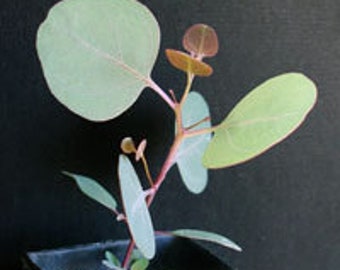 Eucalyptus Polyanthemos - Fresh Seeds - Silver Dollar - Red box - Wedding foliage - Organic - Fresh decor - Garden and Grow - Indoor decor