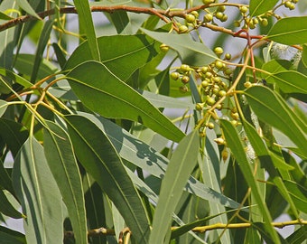 Eucalyptus citridora seeds 'Lemon scented gum' 10-100pc Organic