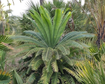 Dioon spinulosum "Giant dioon palm" 3 seeds per order USA ONLY - Rare Cycad - Dioon family