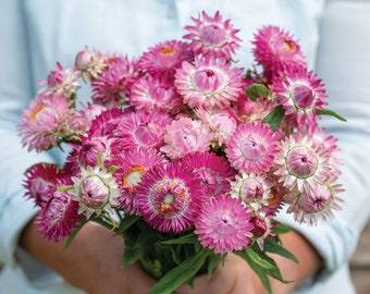 Helichrysum Bracteatum Seeds - Everlasting Daisy Seeds for Vibrant, Long-Lasting Blooms! Pink Flower - Bright Rose - Strawflower
