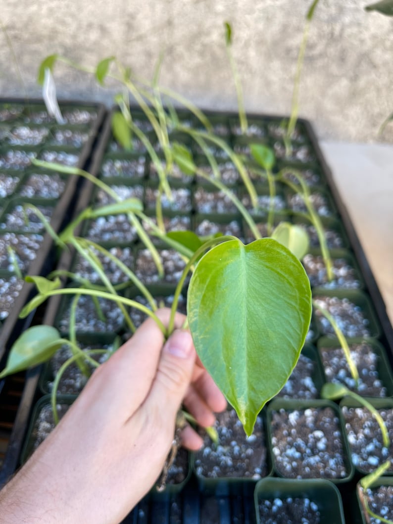 May include: A close-up of a green leaf of a houseplant being held by a hand. The plant is in a small pot and there are many other plants in the background.