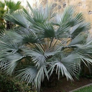 Mexican blue palm seeds Brahea Armata palm tree 10pc image 1