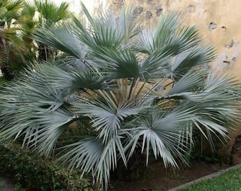 Mexican blue palm seeds Brahea Armata palm tree 10pc
