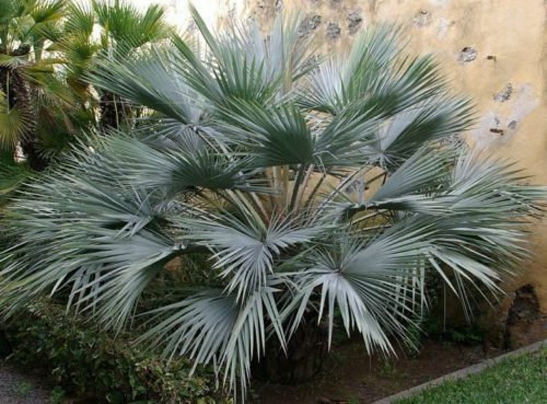 Mexican blue palm seeds Brahea Armata palm tree 10pc image 1