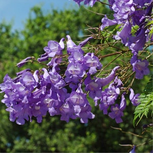 Semi freschi di bonsai di Jacaranda blu 20 pezzi