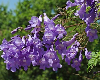 Jacaranda bleu, bonsaï, graines fraîches, 20 pièces