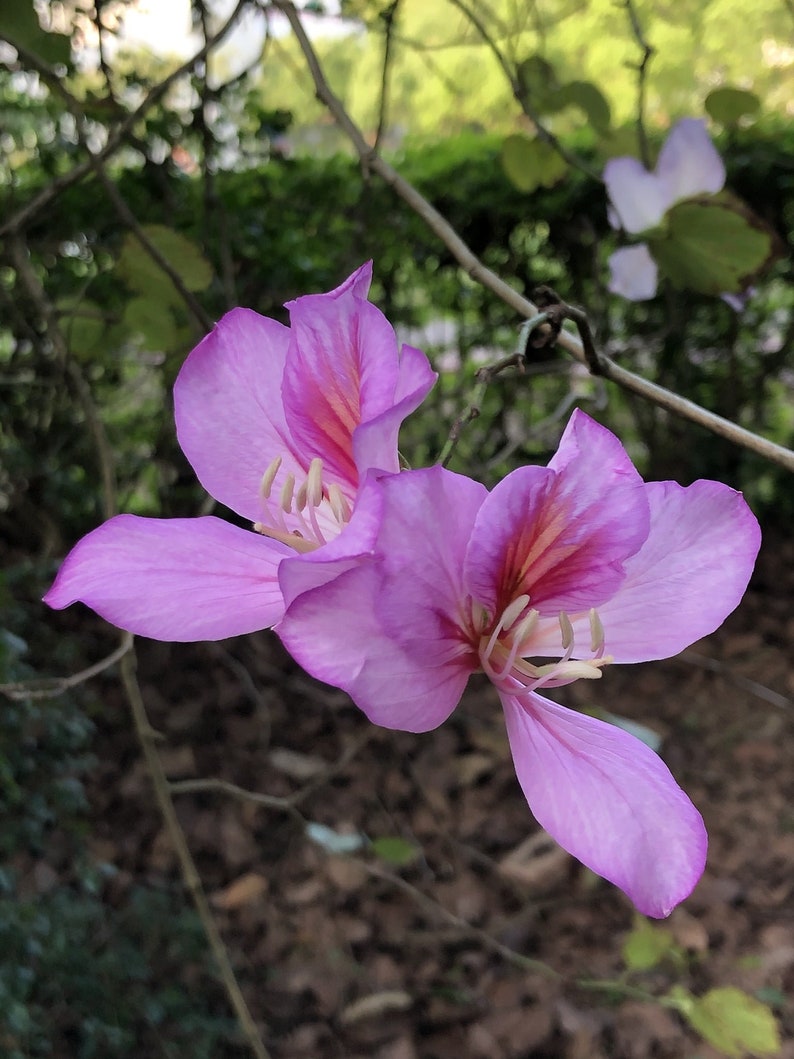 Orchid tree 'Bauhinia purpurea' seeds FRESH image 1