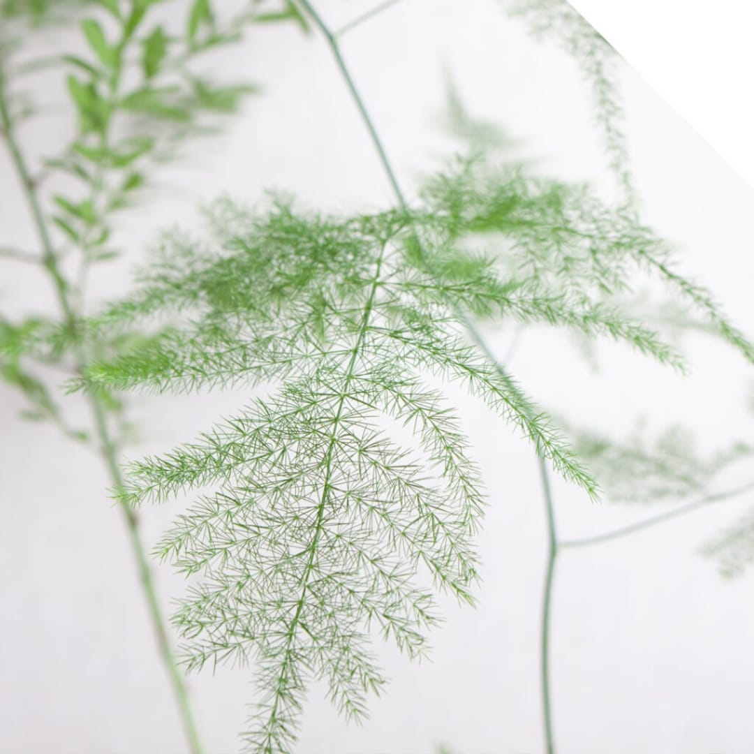 Tiki Fern Asparagus 'virgatus' Seeds FRESH Etsy