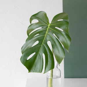 May include: A single large green monstera leaf in a clear glass vase on a white surface. The leaf is partially obscured by a green background.