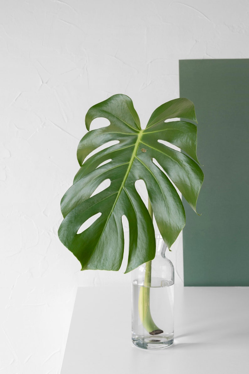 May include: A single large green monstera leaf in a clear glass vase on a white surface. The leaf is partially obscured by a green background.