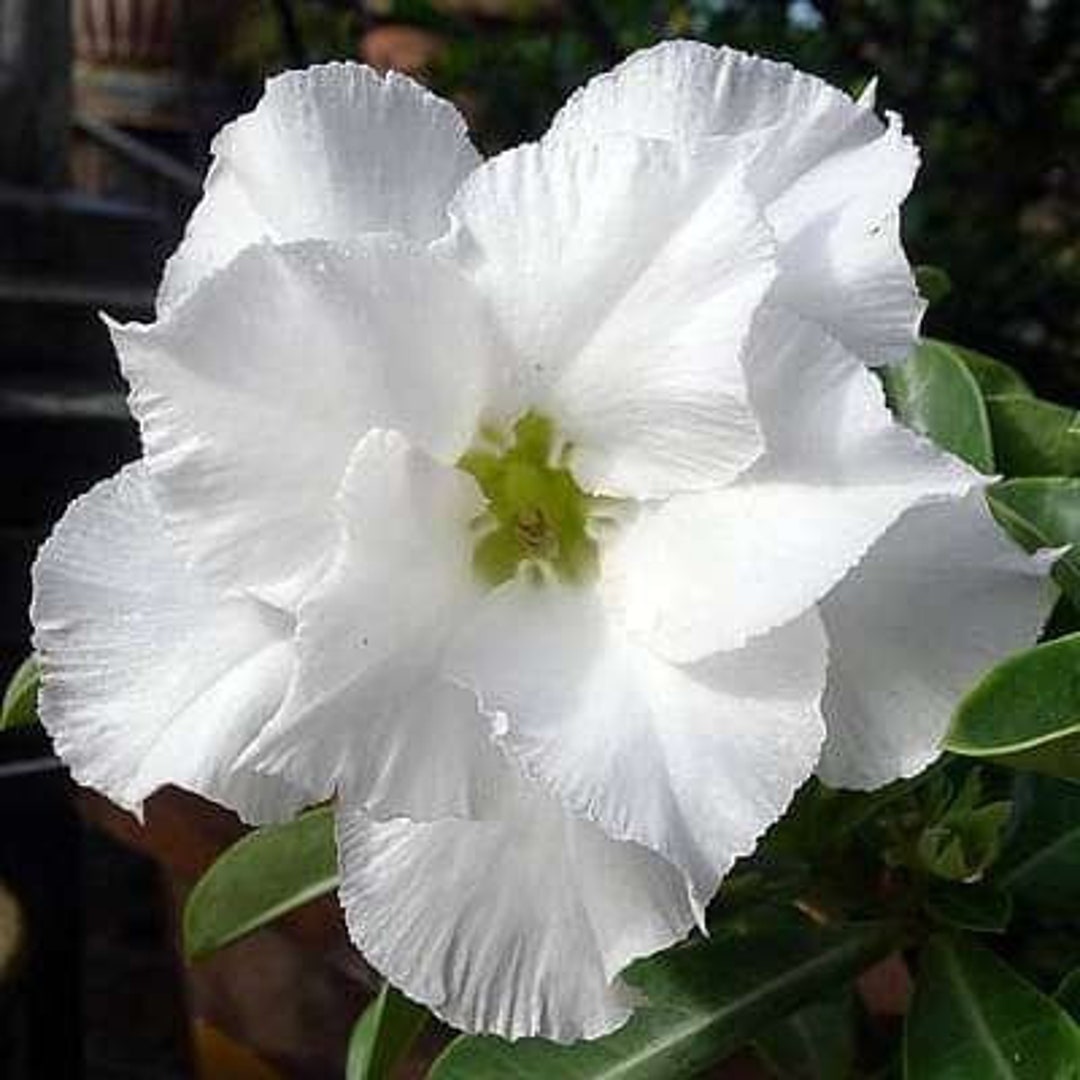 Desert Rose, Adenium obesum, White Flowers