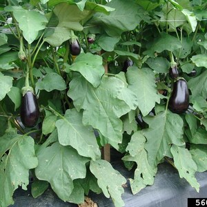 100 Semi Di Melanzana Bianca Solanum Melongena | Orto Facile E Commestibile, Varietà Rara