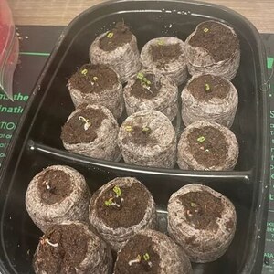 May include: A close-up of a black plastic tray filled with 12 brown peat pots, each containing a small green sprout. The pots are arranged in two rows, with six pots in each row.