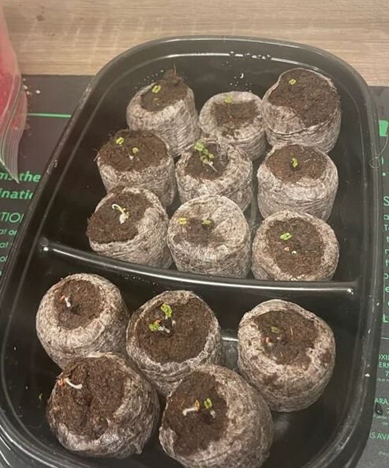 May include: A close-up of a black plastic tray filled with 12 brown peat pots, each containing a small green sprout. The pots are arranged in two rows, with six pots in each row.