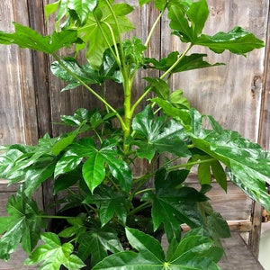 May include: A large green houseplant with large, star-shaped leaves. The plant is in a black pot and is sitting on a wooden surface.