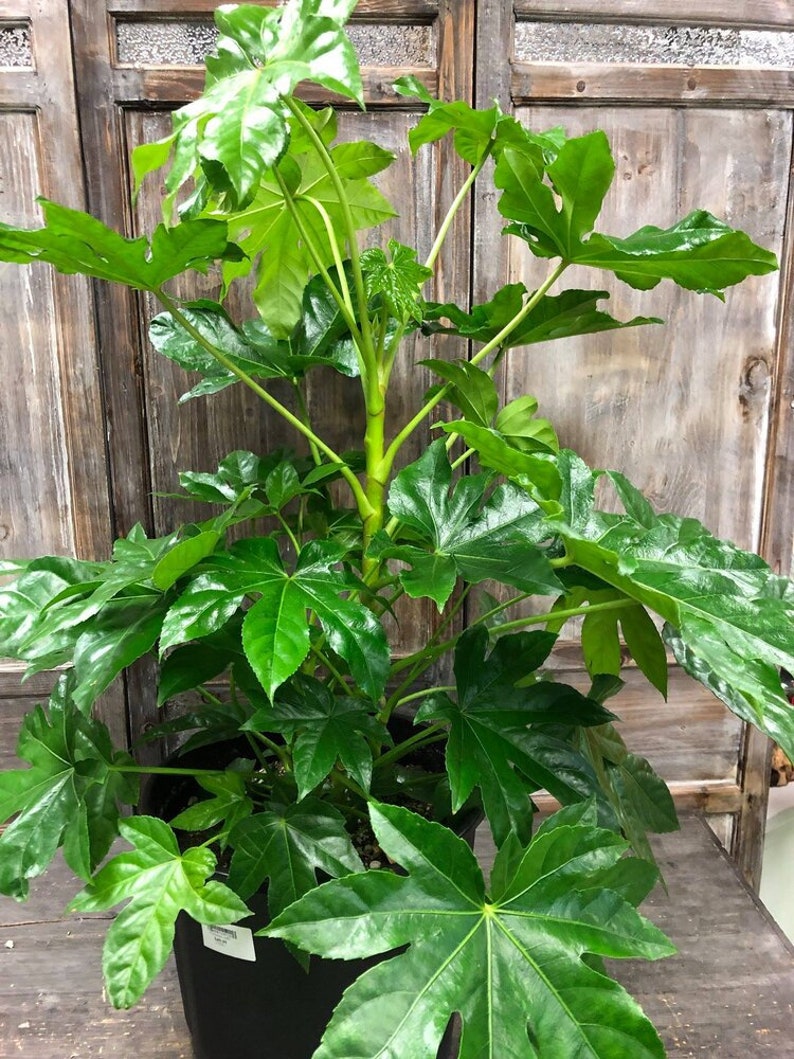 May include: A large green houseplant with large, star-shaped leaves. The plant is in a black pot and is sitting on a wooden surface.