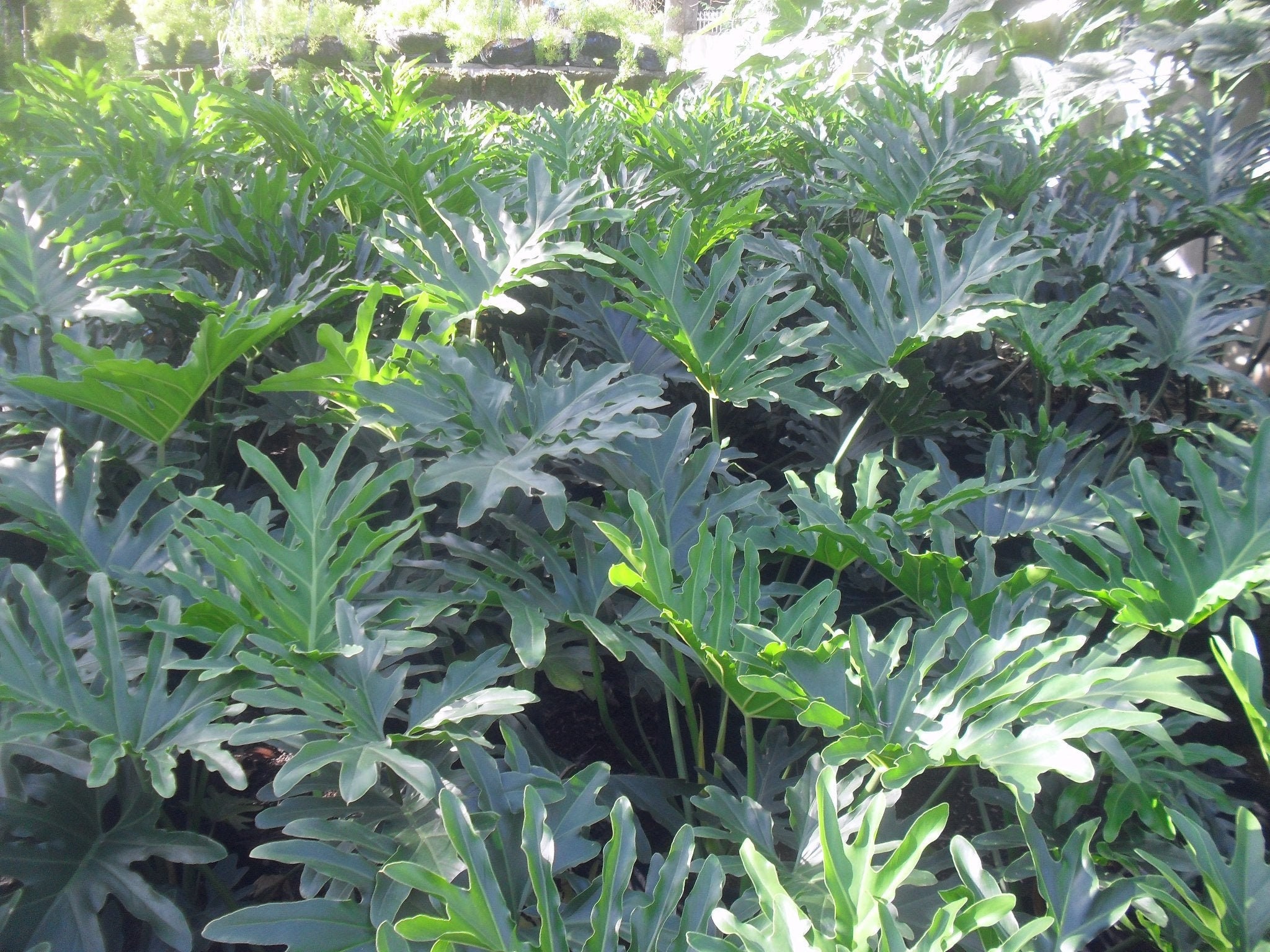 philodendron balkon Herzblatt-Philodendron 'Brasil' - Philodendron scandens Brasil