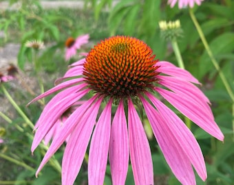 Vibrant Echinacea Purpurea Seeds - Bring Beauty and Health to Your Garden! - Purple Coneflower