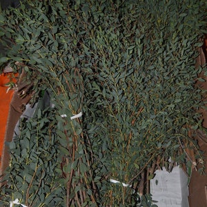 May include: A bunch of green eucalyptus branches tied together with white string. The branches are in a cardboard box.