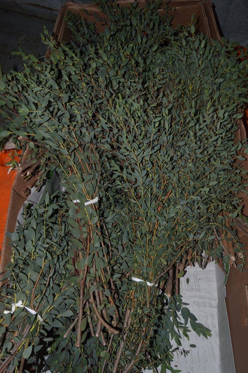 May include: A bunch of green eucalyptus branches tied together with white string. The branches are in a cardboard box.
