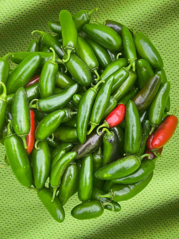 Early Jalapeo Seeds (capsicum Annuum) - Organic, Usa-grown, High  Germination, Free Shipping, Detailed Growing Instructions, Vegetable Seed -  Etsy