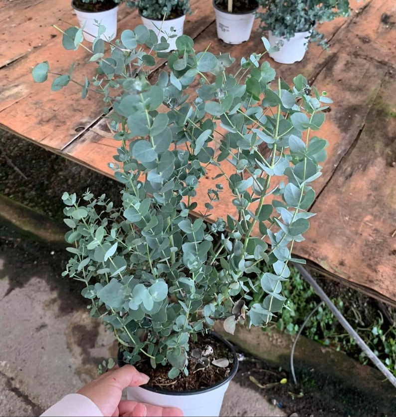 Cider Gum