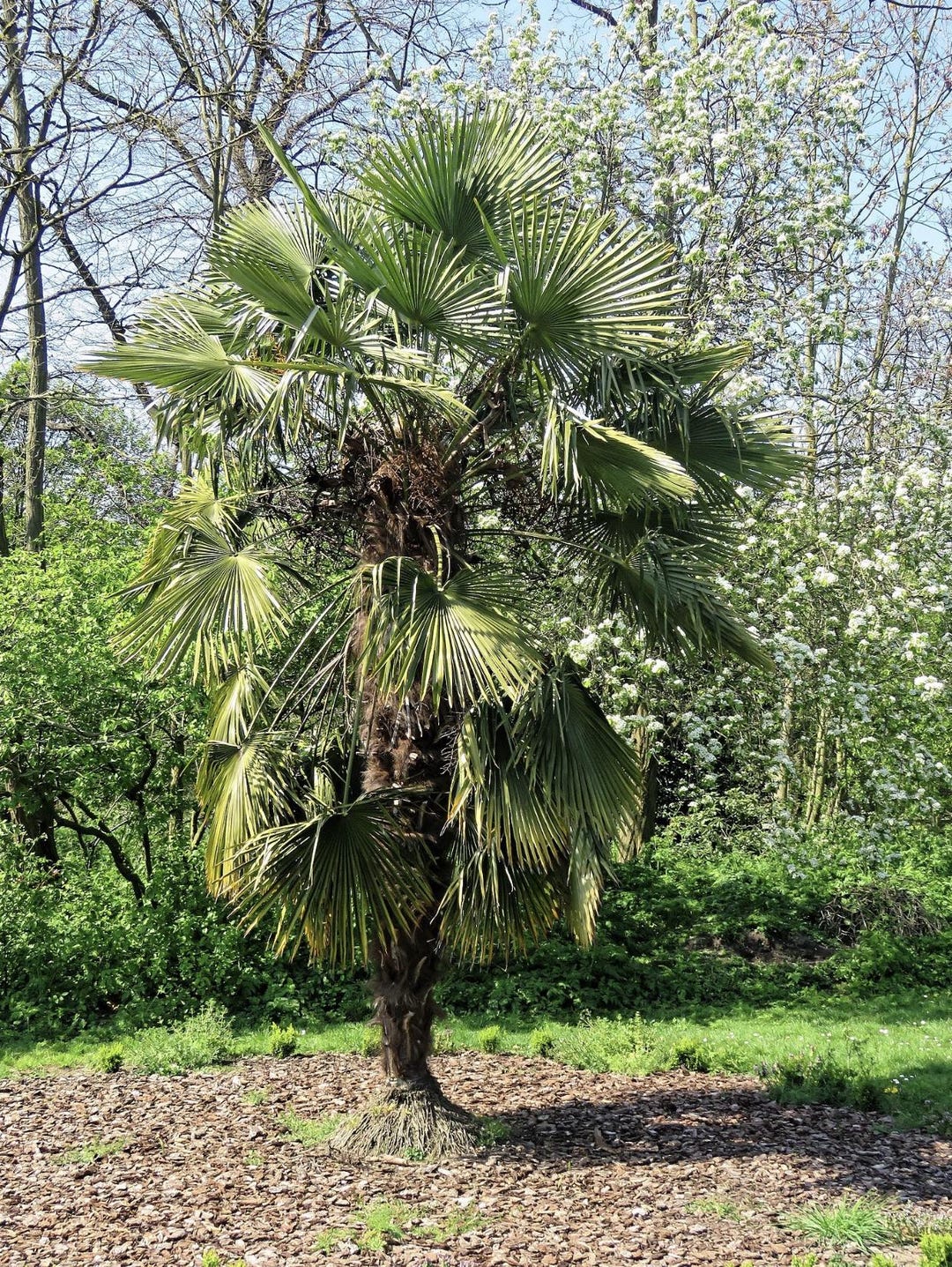 10 Semi Selezionati Di Trachycarpus Fortunei – Palma Cinese Per Bonsai O Giardino