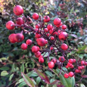 Sacred Bamboo 'Nandina domestica' seeds FRESH image 3