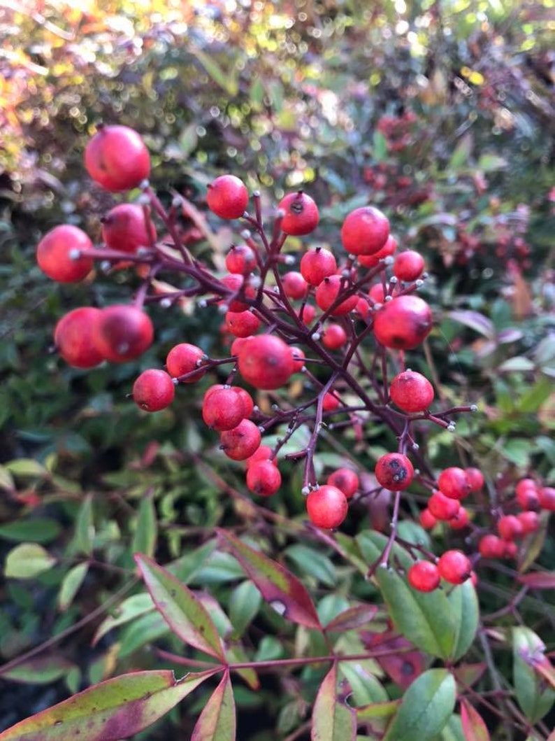 Sacred Bamboo 'Nandina domestica' seeds FRESH image 3