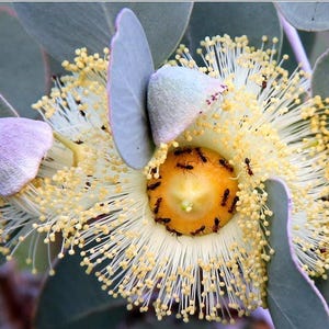 Eucalyptus Orbifolia seeds &#39;round heart-leaf&#39; Wedding foliage - Organic - Fresh decor - Garden and Grow - Indoor decor