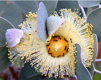 Eucalyptus Orbifolia seeds 'round heart-leaf' Wedding foliage - Organic - Fresh decor - Garden and Grow - Indoor decor